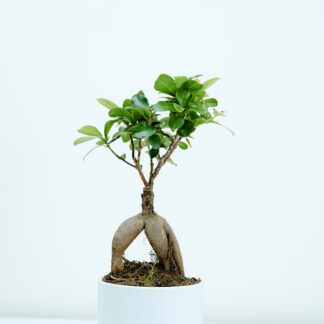 Monstera Deliciosa – 12cm Pot